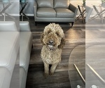Small Photo #1 Goldendoodle Puppy For Sale in WATERFORD TOWNSHIP, MI, USA