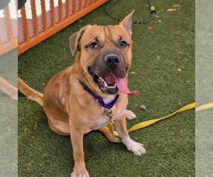 German Shepherd Dog-Unknown Mix Dogs for adoption in Las Vegas, NV, USA