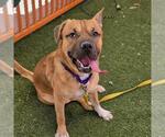 *CARL - Male German Shepherd Dog-Unknown Mix Dog for Adoption - Small photo