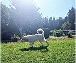 Small Photo #15 Great Pyrenees Puppy For Sale in FLOYD, VA, USA