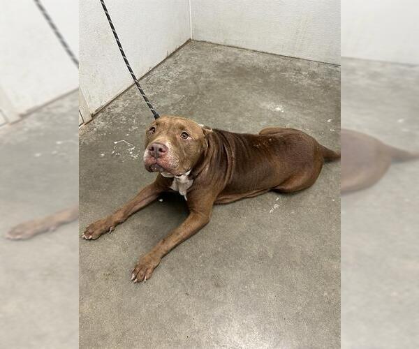 Medium Photo #1 American Bulldog-Unknown Mix Puppy For Sale in Rosenberg, TX, USA