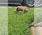 Small #3 Cane Corso