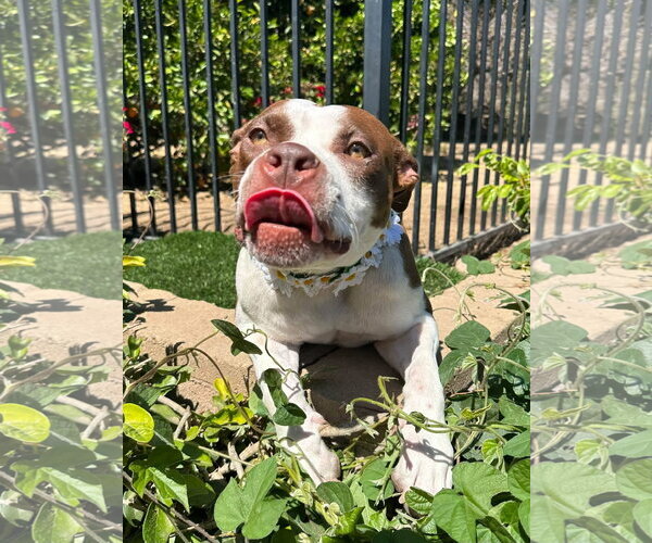 Medium Photo #9 American Boston Bull Terrier Puppy For Sale in Redlands, CA, USA