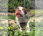 Small Photo #9 American Boston Bull Terrier Puppy For Sale in Redlands, CA, USA