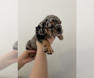 English Bulldog Puppy for sale in ORLANDO, FL, USA