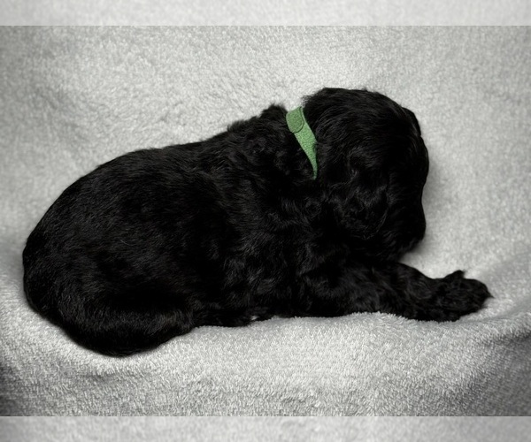Medium Photo #8 Goldendoodle Puppy For Sale in HOWARD CITY, MI, USA