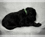 Small Photo #8 Goldendoodle Puppy For Sale in HOWARD CITY, MI, USA