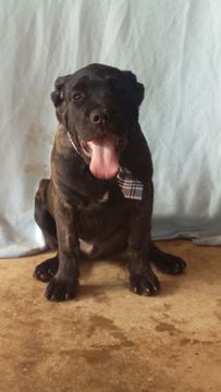 Medium Photo #1 Cane Corso Puppy For Sale in QUARRYVILLE, PA, USA