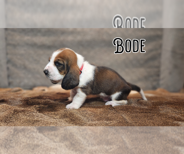 Medium Photo #6 Basset Hound Puppy For Sale in BYHALIA, MS, USA