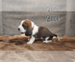 Small Photo #6 Basset Hound Puppy For Sale in BYHALIA, MS, USA