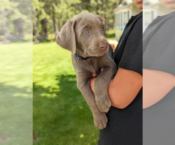 Medium Photo #9 Labrador Retriever Puppy For Sale in ATHOL, ID, USA