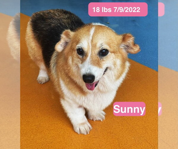 Medium Photo #3 Pembroke Welsh Corgi Puppy For Sale in West Hollywood, CA, USA