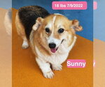 Small #2 Pembroke Welsh Corgi