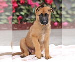 Small #7 German Shepherd Dog