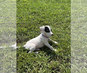Patch - Sewing Litter - Female American Staffordshire Terrier-Unknown Mix Dog for Adoption - Photo #12