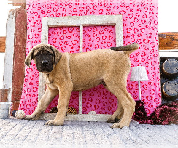 Medium Photo #7 Mastiff Puppy For Sale in WAKARUSA, IN, USA