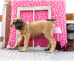Small #6 Mastiff