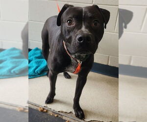 American Staffordshire Terrier-Unknown Mix Dogs for adoption in Anchorage, AK, USA