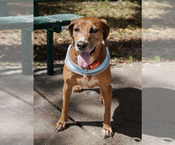 Medium Photo #6 Redbone Coonhound Puppy For Sale in Davie, FL, USA