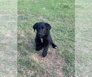 F2 Aussiedoodle Puppy for sale in MONROE, GA, USA