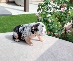 English Bulldog Puppy for sale in FONTANA, CA, USA