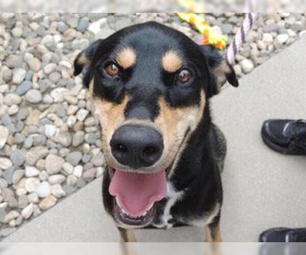 Medium Photo #13 Doberman Pinscher-Siberian Husky Mix Puppy For Sale in Minneaoplis, MN, USA
