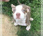 Small #12 American Pit Bull Terrier Mix