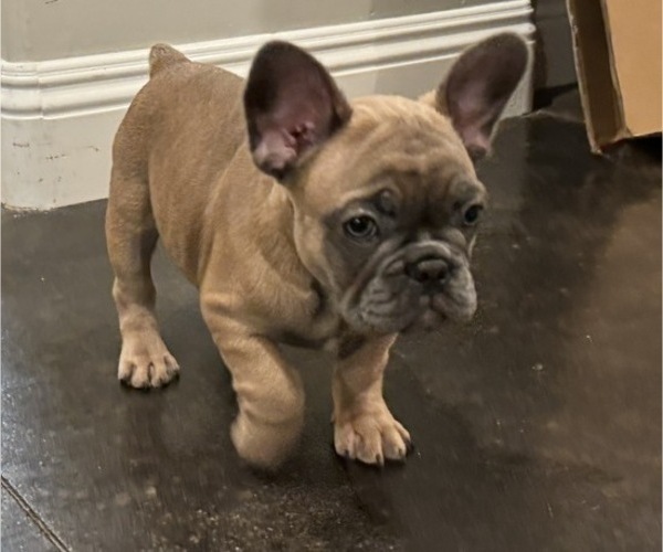 Medium Photo #2 French Bulldog Puppy For Sale in OAKDALE, CA, USA