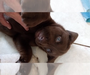 Labrador Retriever Puppy for Sale in LAKELAND, Florida USA