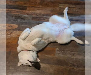 ZCL-D-Ghost - Female Gerberian Shepsky Dog for Adoption - Photo #3