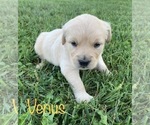 Small Photo #11 Golden Retriever Puppy For Sale in DEARBORN, MO, USA
