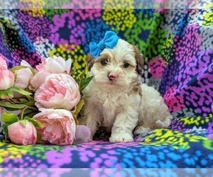 Poodle (Miniature)-Shorkie Tzu Mix Puppy for sale in CHRISTIANA, PA, USA