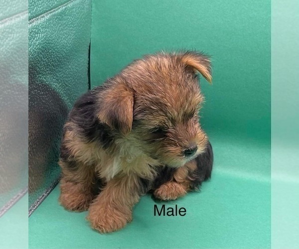 Medium Photo #8 Yorkshire Terrier Puppy For Sale in HAMPTON, VA, USA