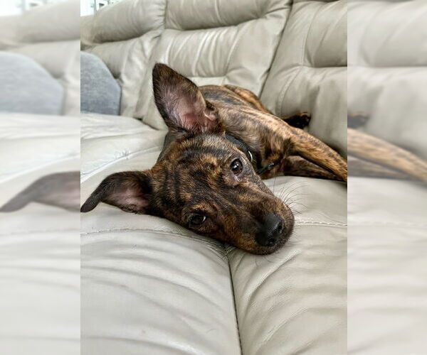 Medium Photo #2 Mutt Puppy For Sale in Miami, FL, USA