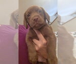 Small #1 Doxle