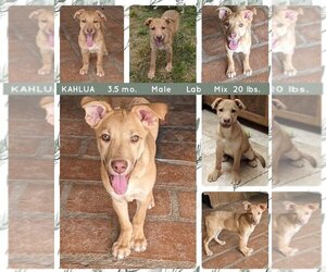 Labrador Retriever-Unknown Mix Dogs for adoption in Mesa, AZ, USA