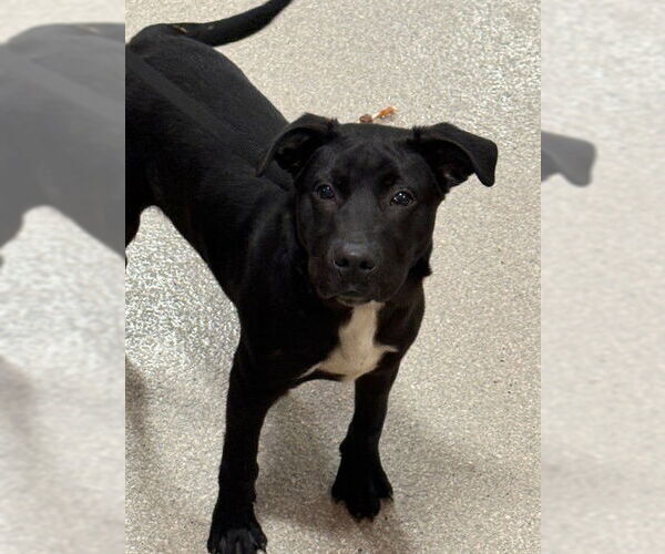 Medium Photo #1 Labrador Retriever-Unknown Mix Puppy For Sale in Louisville, KY, USA