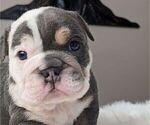 Puppy Puppy 5 Rocky English Bulldog