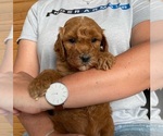 Small Photo #3 Goldendoodle Puppy For Sale in BERLIN, NJ, USA