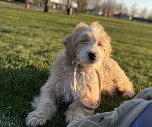Golden Retriever-Poodle (Toy) Mix Puppy for sale in POST FALLS, ID, USA
