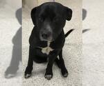 Small Labrador Retriever Mix