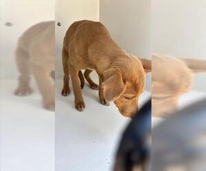 Labrador Retriever Dogs for adoption in Houston, TX, USA