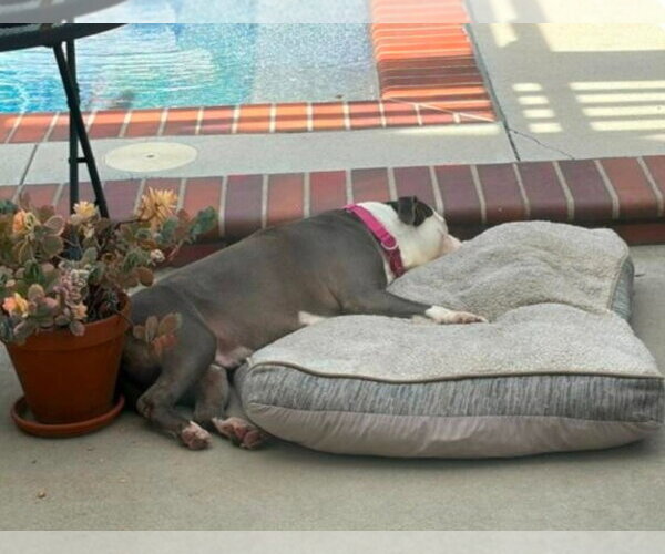 Medium Photo #10 American Staffordshire Terrier-Unknown Mix Puppy For Sale in Lake Forest, CA, USA