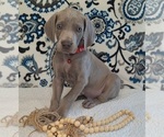 Puppy Norris Weimaraner