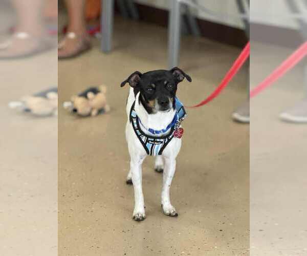 Medium Photo #6 Rat-Cha Puppy For Sale in Mundelein, IL, USA