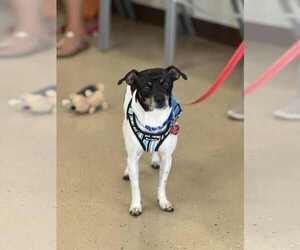 Absolutely Forever Wakanda - Male Rat-Cha Dog for Adoption - Photo #6