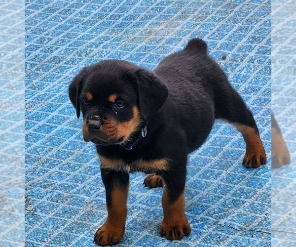 Medium Photo #3 Rottweiler Puppy For Sale in DES MOINES, IA, USA
