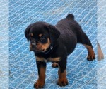 Small Photo #3 Rottweiler Puppy For Sale in DES MOINES, IA, USA