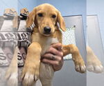 Small Retriever  Mix