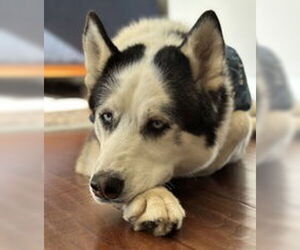 Siberian Husky Dogs for adoption in Salinas, CA, USA
